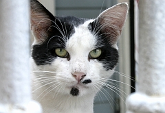 Istanbul Cats Everywhere